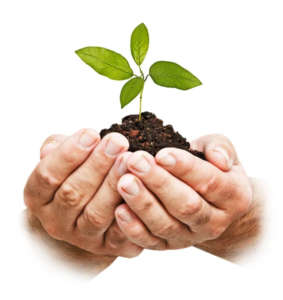 Sapling in hands — Stock Photo, Image