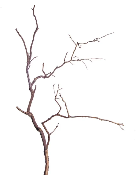 Dry branch — Stock Photo, Image