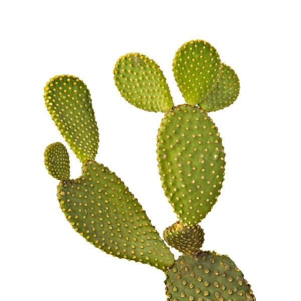 Opuntia cactus isolado sobre fundo branco — Fotografia de Stock