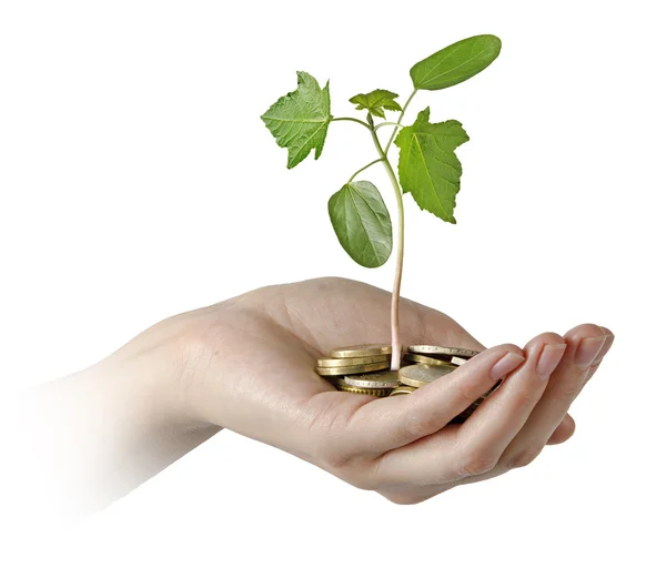 Investing to green business — Stock Photo, Image