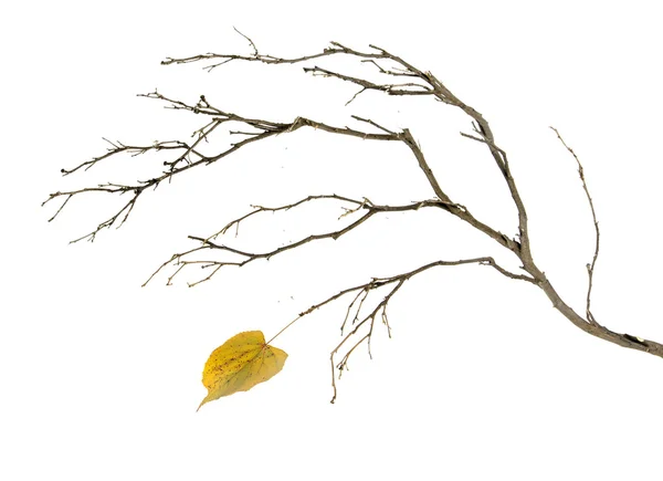 Branch dengan daun — Stok Foto