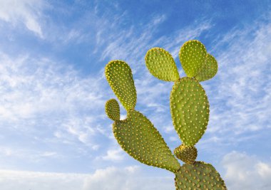 Opuntia kaktüsü.