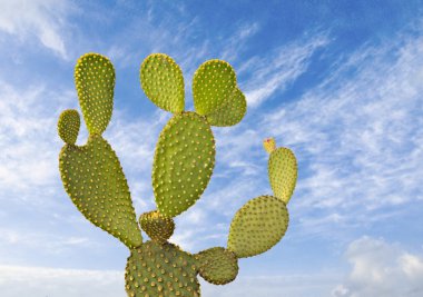 Opuntia kaktüsü.