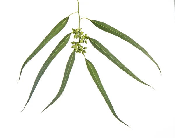 Eukaliptusa gałąź — Zdjęcie stockowe