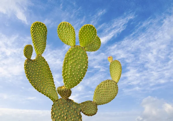 Κάκτος Opuntia — Φωτογραφία Αρχείου