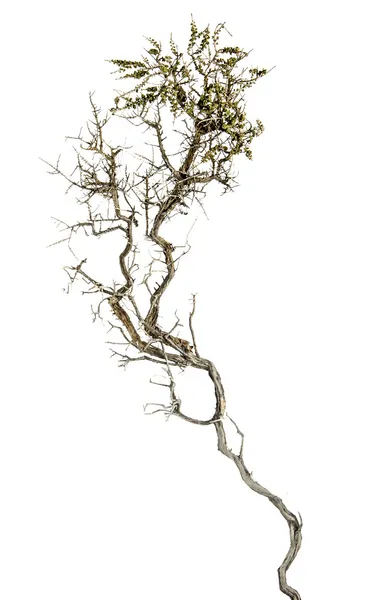 Dry branch — Stock Photo, Image