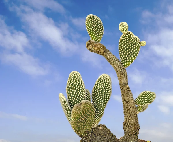 Cactus opuntia — Foto de Stock