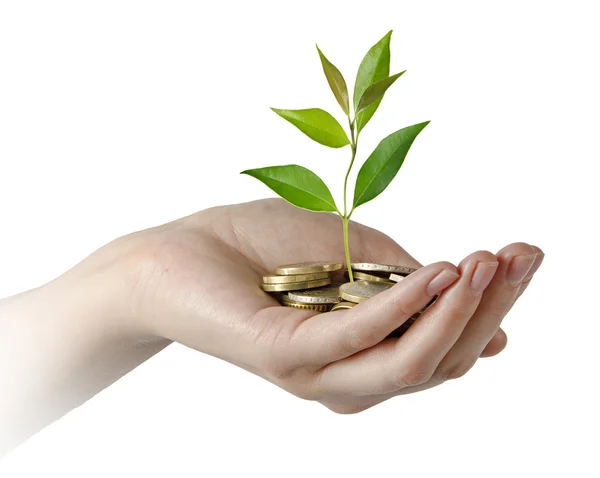 Investing to green business — Stock Photo, Image