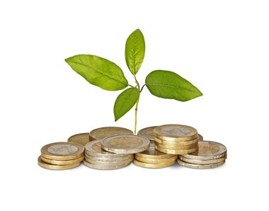 jeton büyüyen fidan