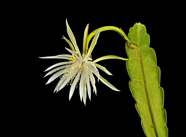 夜に咲く epiphyllum サボテン — ストック写真