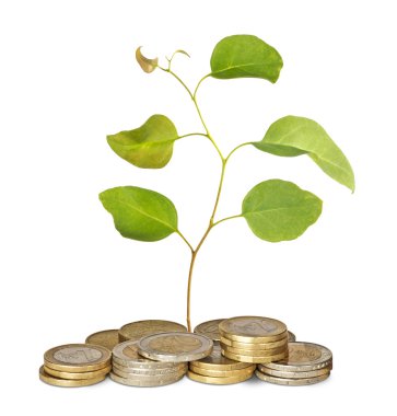 jeton büyüyen fidan