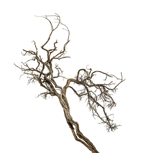 Dry branch — Stock Photo, Image