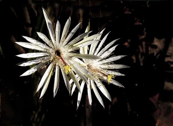 Epiphyllum kaktusy, kvetoucí v noci — Stock fotografie