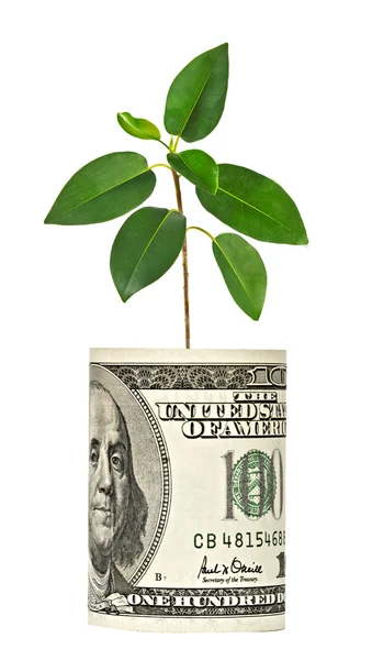 Stromek roste od dolarové bankovky — Stock fotografie