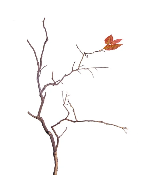 Ветвь с листом — стоковое фото