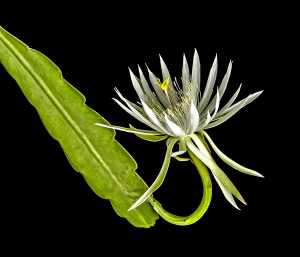 Κάκτος epiphyllum ανθισμένα τη νύχτα — Φωτογραφία Αρχείου