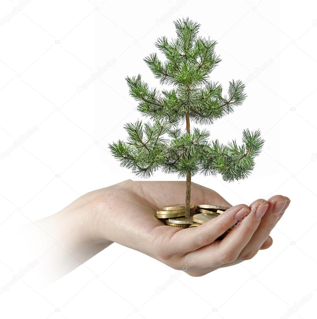 Palm with a pine tree growng from pile of coins