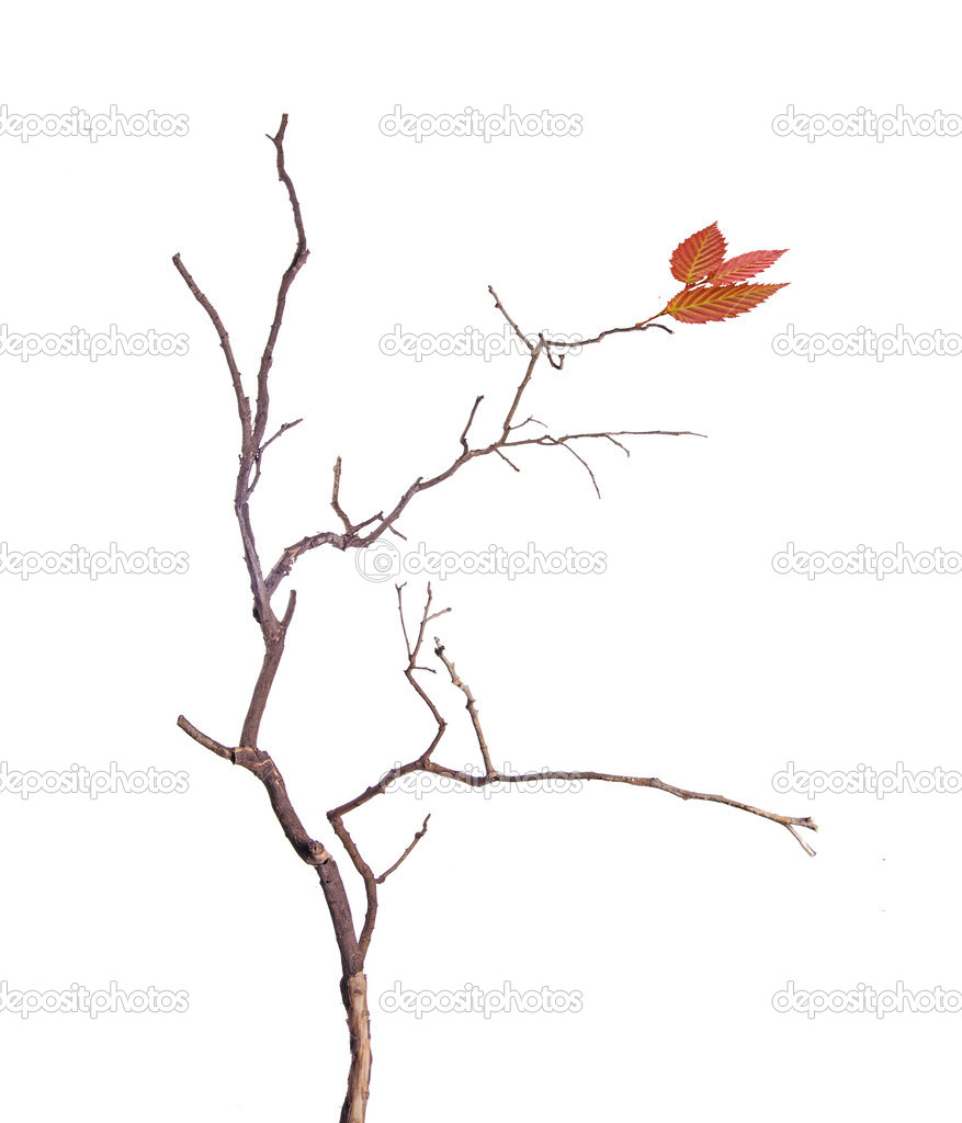 Branch with leaf