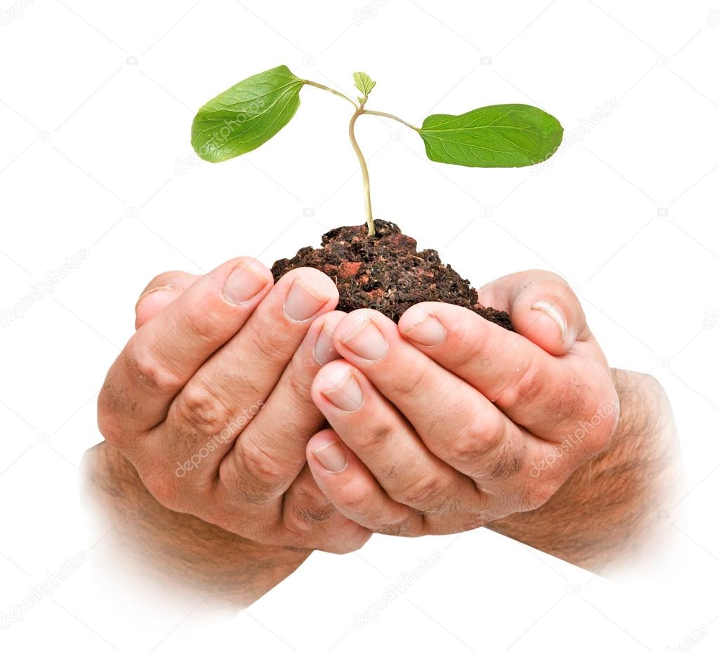sapling in hands