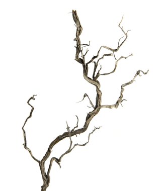 dry branch clipart