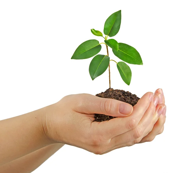 Sapling in hands — Stock Photo, Image