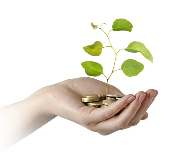 Investing to green business — Stock Photo, Image