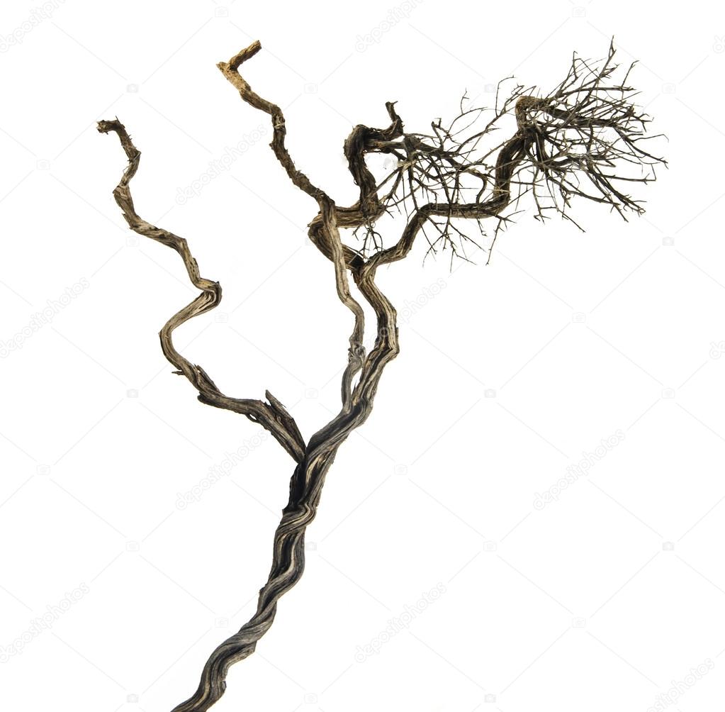dry branch chat Find led lighted branches, battery operated lighted branches, plug in lighted branches, live chat (800) 928-6175 led glitter branch gold 30ct - 39in (set o. dry branch chat Find led lighted branches, battery operated lighted branches, plug in lighted branches, live chat (800) 928-6175 led glitter branch gold 30ct - 39in (set o.