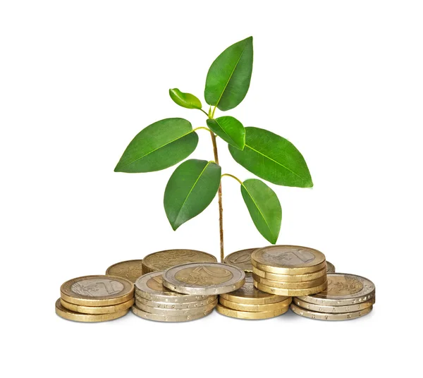 Sapling growing from coins — Stock Photo, Image