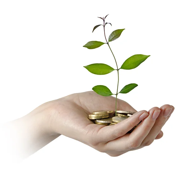 Investing to green business — Stock Photo, Image