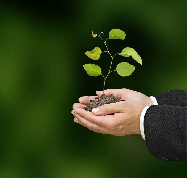 Sapling in hands — Stock Photo, Image