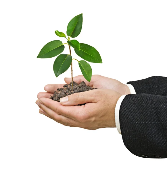 Sapling in hands — Stock Photo, Image