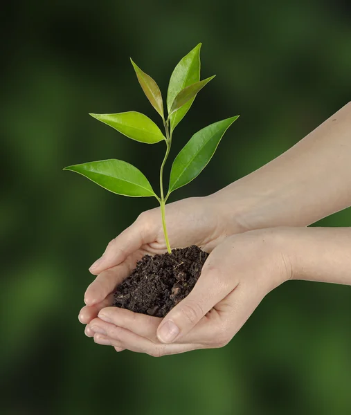 Sapling dans les mains — Photo