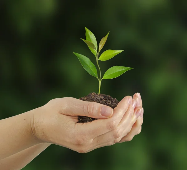 Sapling in hands — Stock Photo, Image