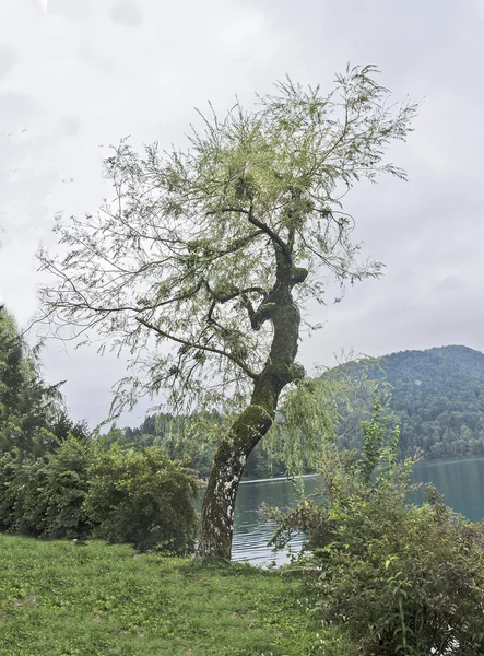 Tree and lake — Stock Photo, Image