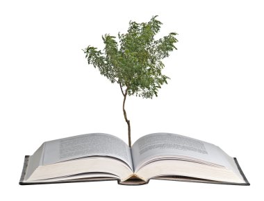 Açık kitap büyüyen ağacı