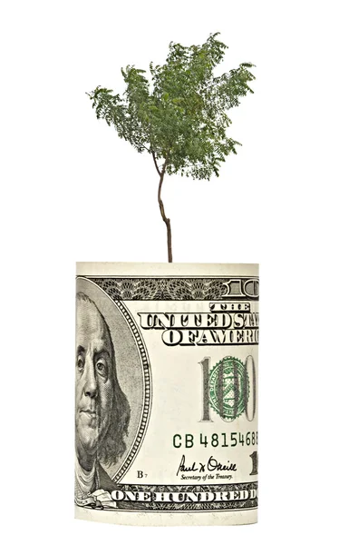 지폐에서 성장 하는 나무 — 스톡 사진