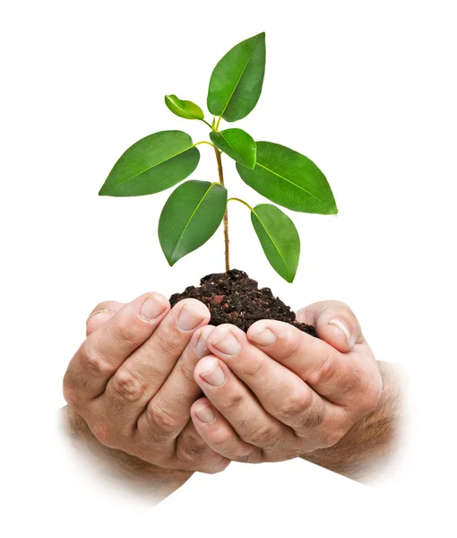 Sapling in hands — Stock Photo, Image