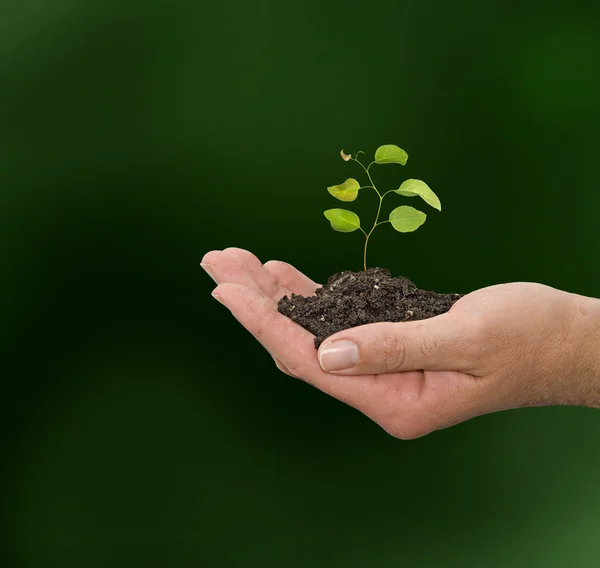 Planta i hand — Stockfoto