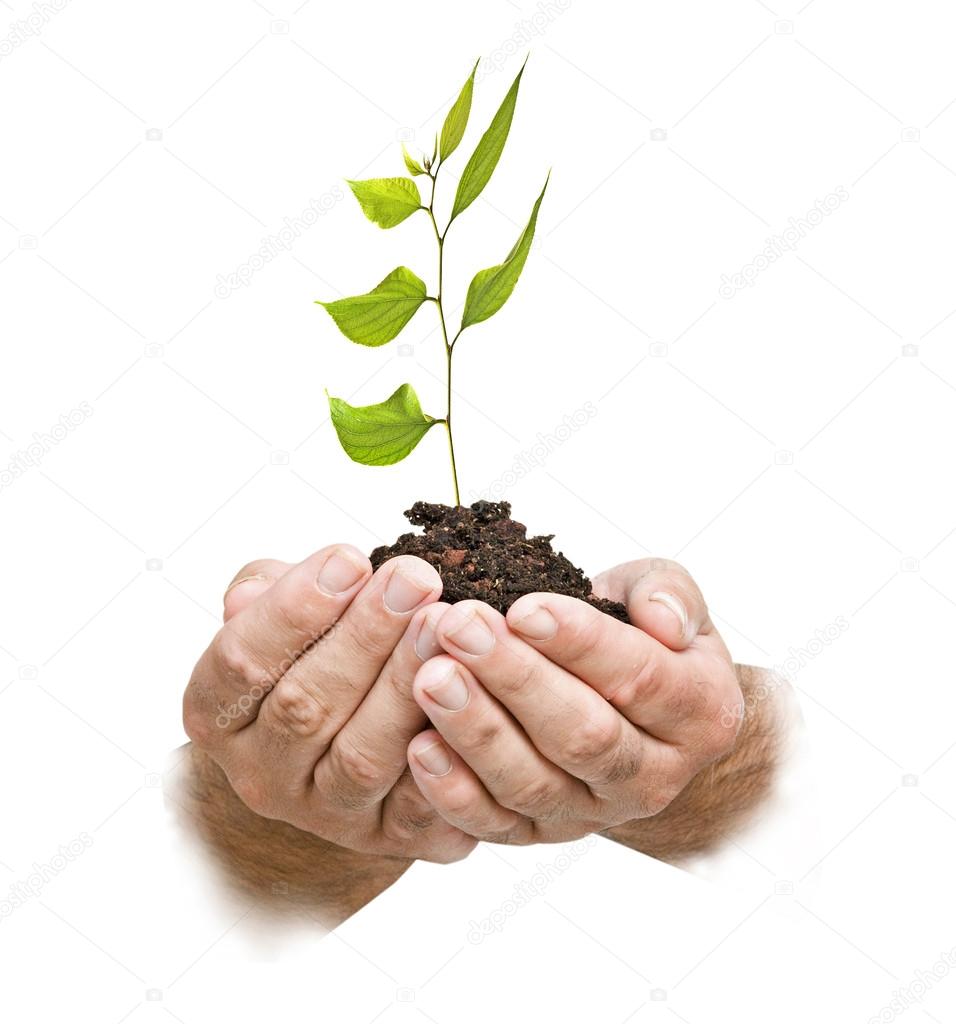 sapling in hands