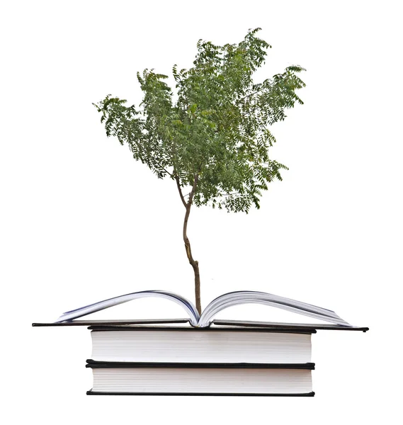 Tree growing from open book — Stock Photo, Image