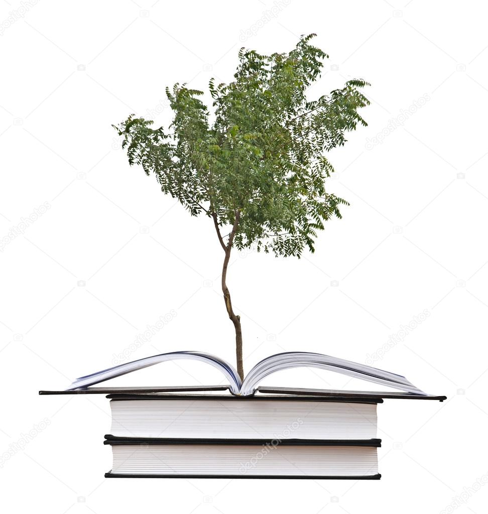 Tree growing from open book — Stock Photo © vaeenma 36772221