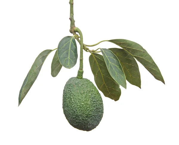 Ветвь авокадо — стоковое фото