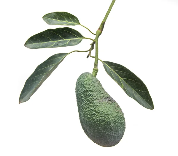 Ветвь авокадо — стоковое фото