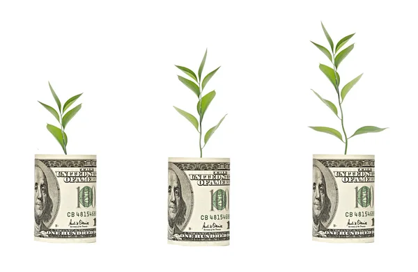 Saplings growing from dollar bill — Stock Photo, Image