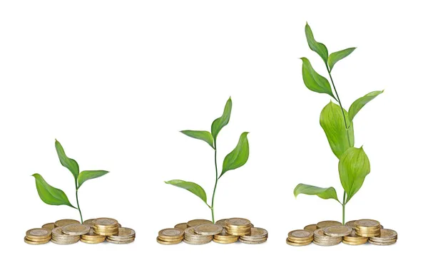 Saplings growing from coins — Stock Photo, Image