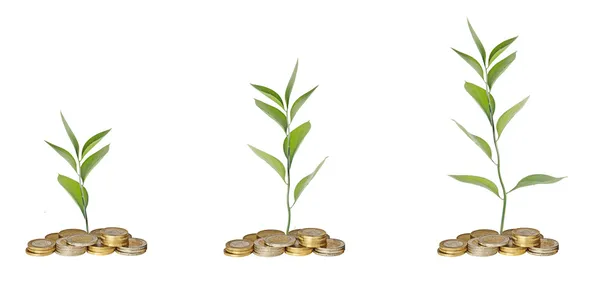 Saplings growing from coins — Stock Photo, Image