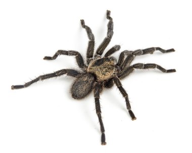 Tarantula