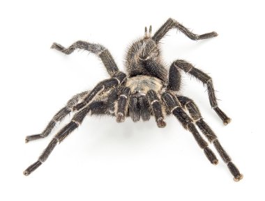 Tarantula