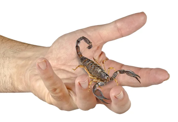 Tarantula in hand — Stock Photo, Image