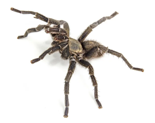 Tarantula — Stock Photo, Image